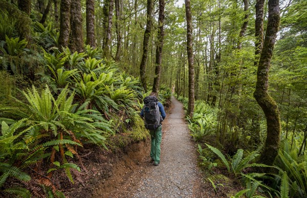 Hiker on trail through forest with ferns