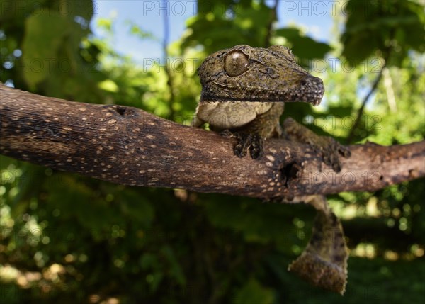 Leaf-tailed gecko