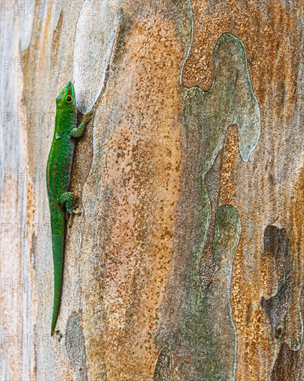 Small day gecko