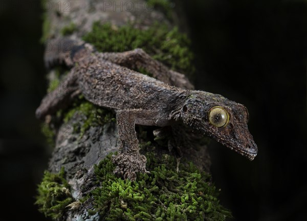 Flat-tailed gecko