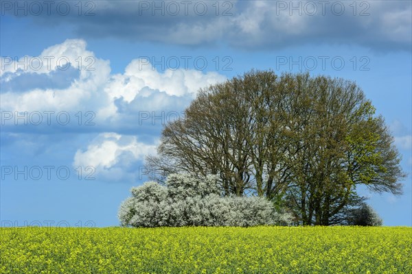 Oaks with flowering hedge in a rape field