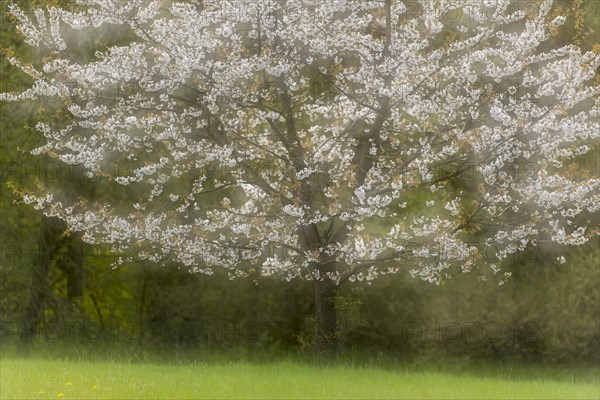 Flowering cherry tree