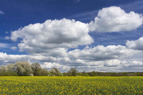 Flowering fruit trees in the rape field