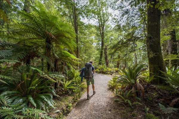 Hiker on a hiking trail through forest with ferns and Tree fern