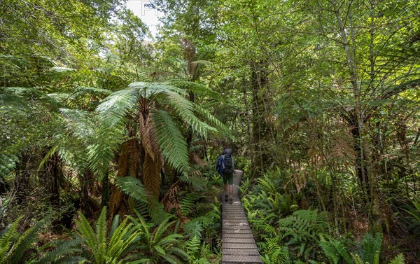 Hiker on a hiking trail through forest with ferns and Tree fern