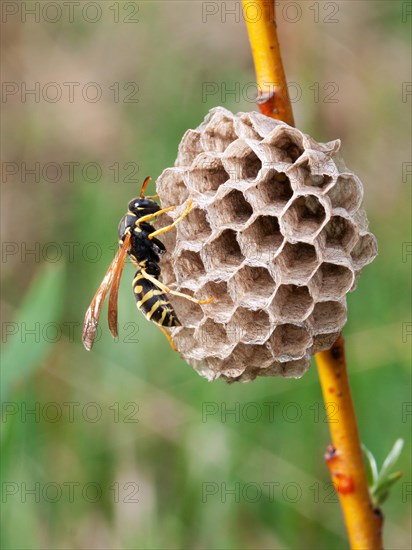 Field wasp