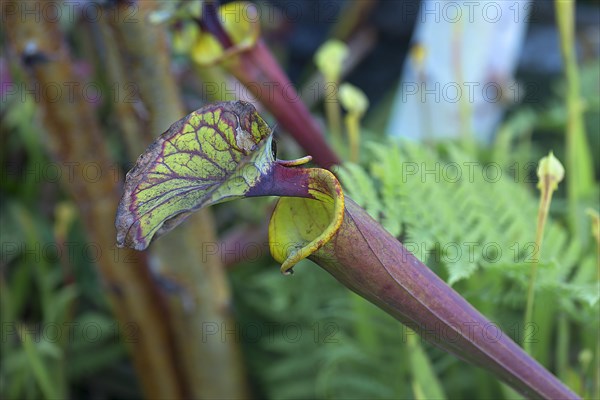 Sarracenia flava