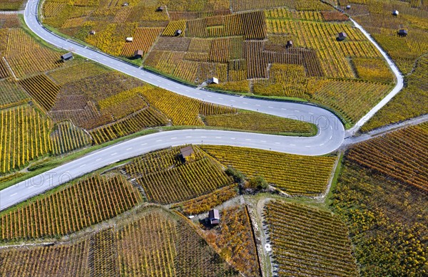 Hairpin bend of a country road runs through the autumn vineyards in the Valais wine growing region of Leytron