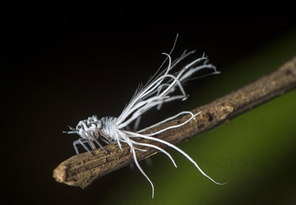 Late larval stage of a nymph of the pointed cicada