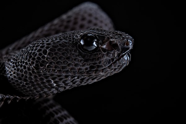 Mangrove Pit Viper