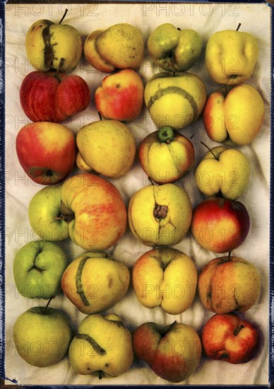 Multicolored apples