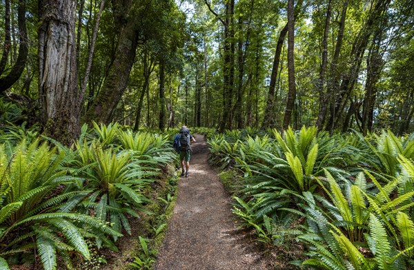 Hiker on trail through forest with ferns