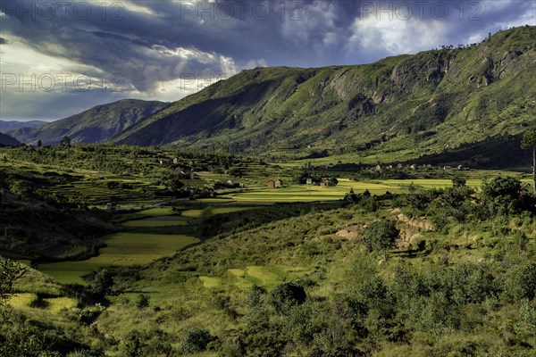 Rice fields in the highlands of Madagascar