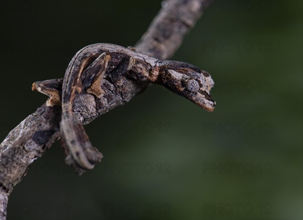 Leaf-tailed gecko