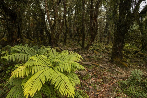 Fern in mountainous jungle