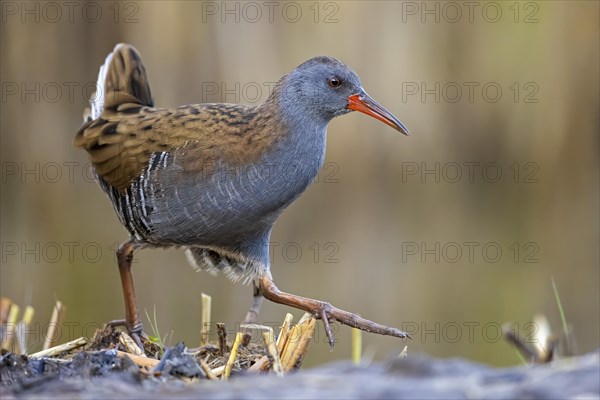 Water Rail