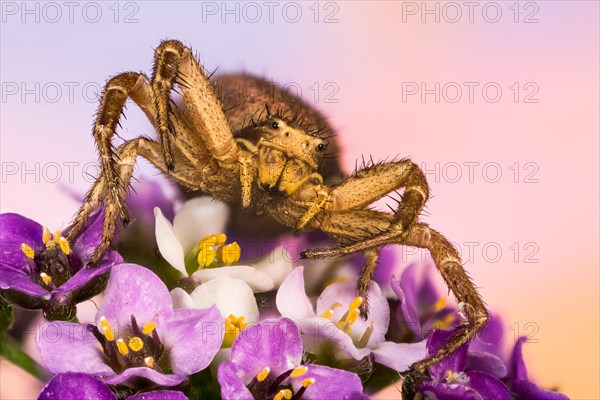 Macro Focus Stacking portrait of Common Crab Spider