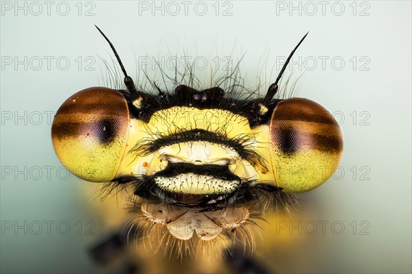 Macro Fucus Stacking portrait of male of Large Red Damselfly