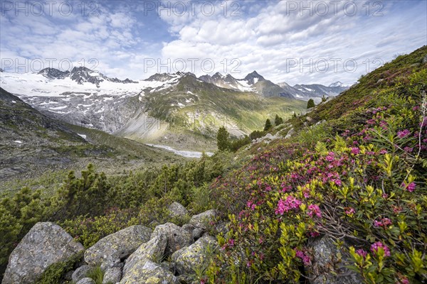 Pink alpine roses in front of mountains on the Berliner Hoehenweg