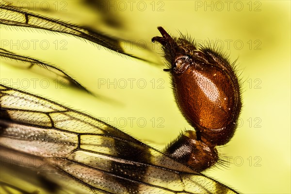 Abdomen of Scorpion Fly