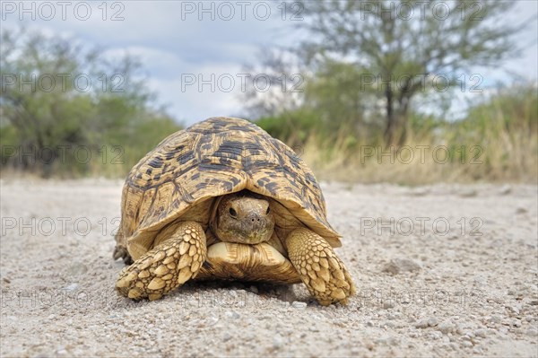 Leopard tortoise