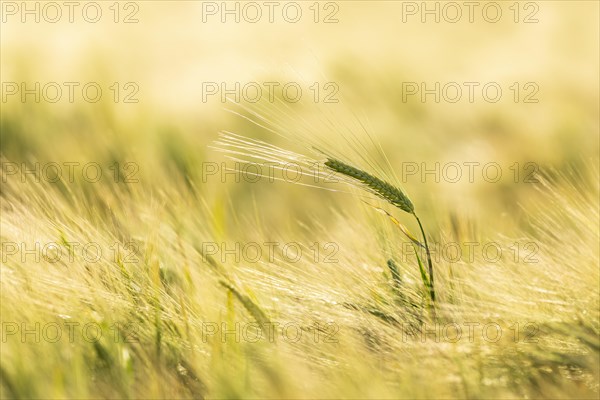 Barley ear