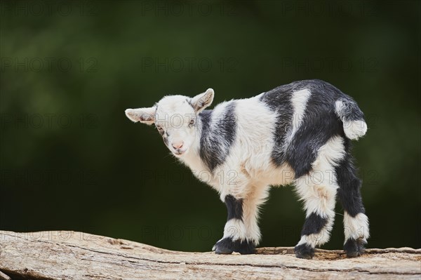 Domestic goat