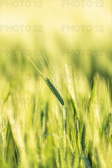 Barley ear