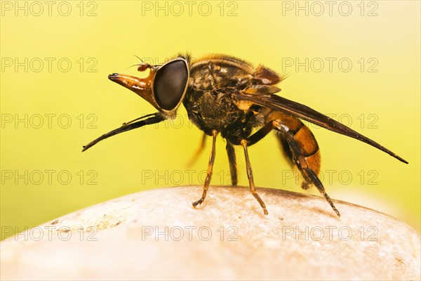 Macro focus stacking picture of Heineken Fly