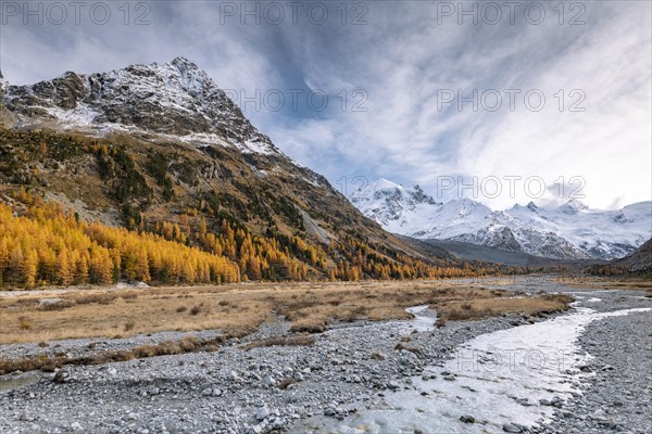 Golden larches