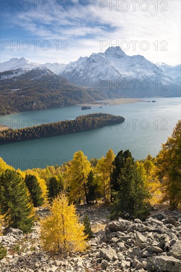 Autumnal larch forest with snow-covered mountains