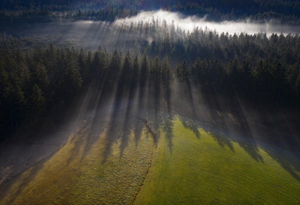Spruce forest in morning fog with drop shadow