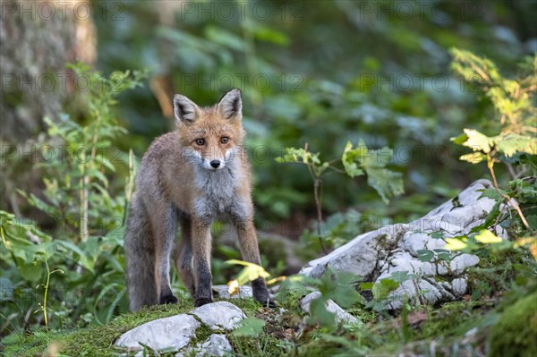 Red fox