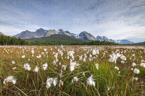 Cotton grass in wetlands off Bergen in the Lyngen Alps