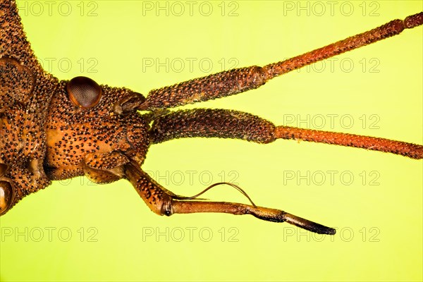 Macro focus stacking portrait of Dock Bug