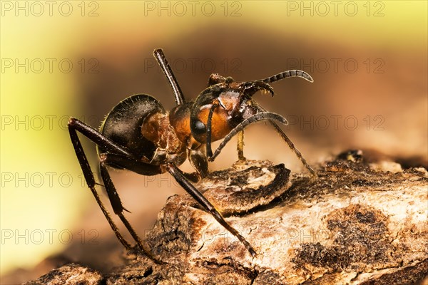 Macro Focus Stacking picture of Red Wood Ant