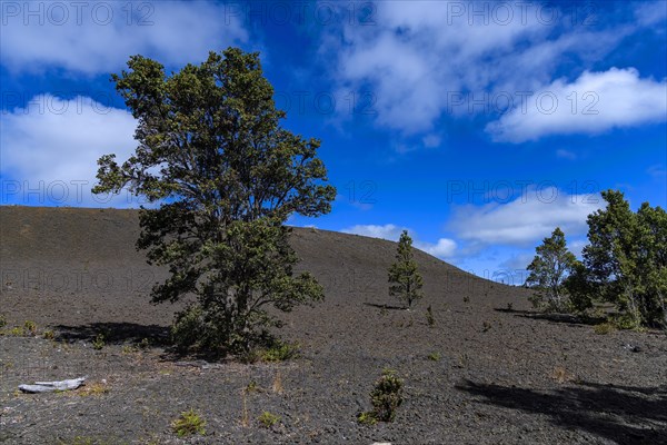 Lonely landscape at Devastation Trail