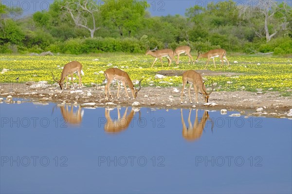 Black-faced Impalas