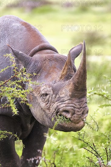 Black rhinoceros