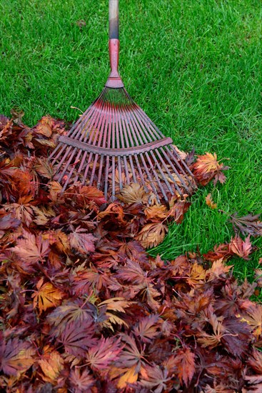 Leaf raking and autumn foliage