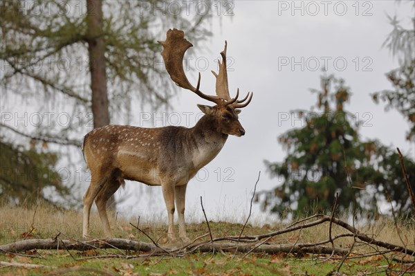 Fallow deer