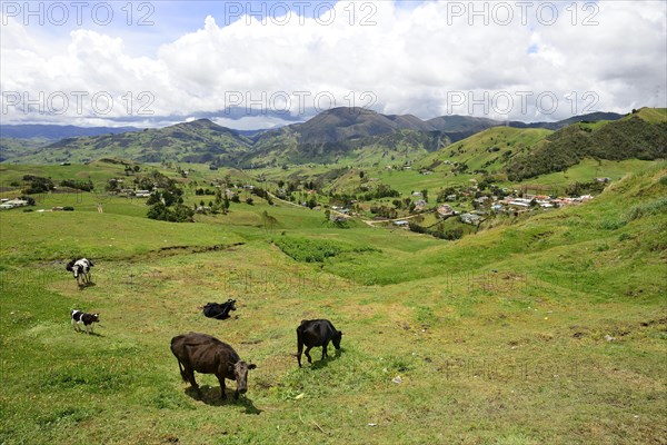 Staked cattle in a meadow