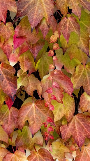 Boston ivy