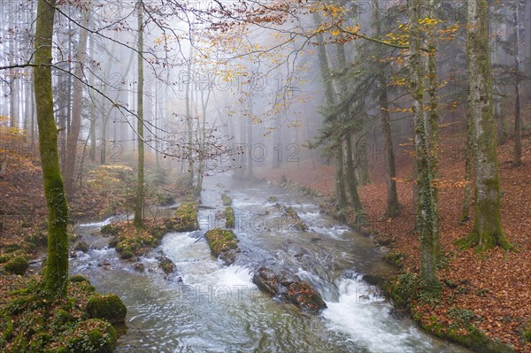 Zellerache flows through autumn forest in morning fog