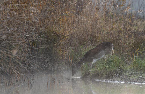 Fallow deer cow