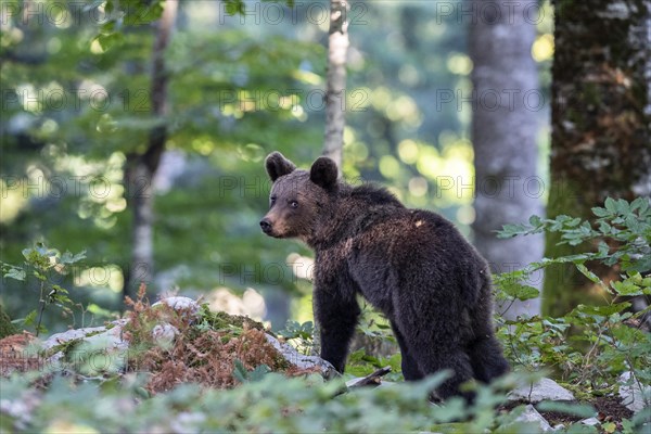 European brown bear