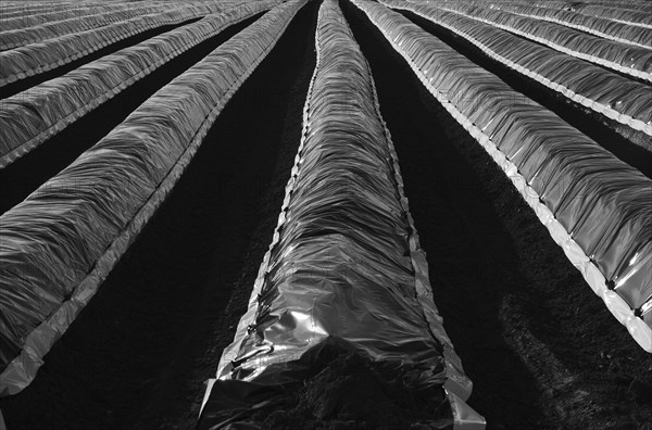 Cover foil on asparagus field in backlight