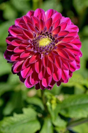 Decorative dahlia