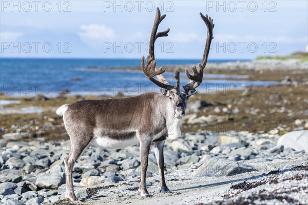 Reindeer