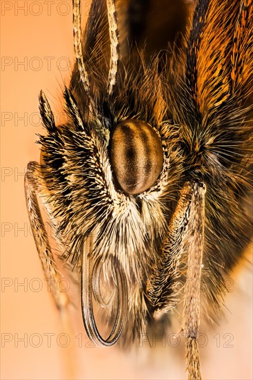 Portrait in Macro Focus Stacking technique of Gatekeeper or Hedge Brown